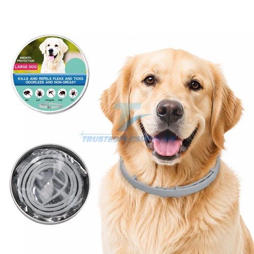 Dog collar flea - dog, tick
