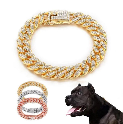 Pet dog cat - cat, gold